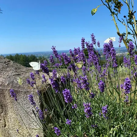 Apartman Berg-panorama-ferienwohnungen Gut-lichtenau *