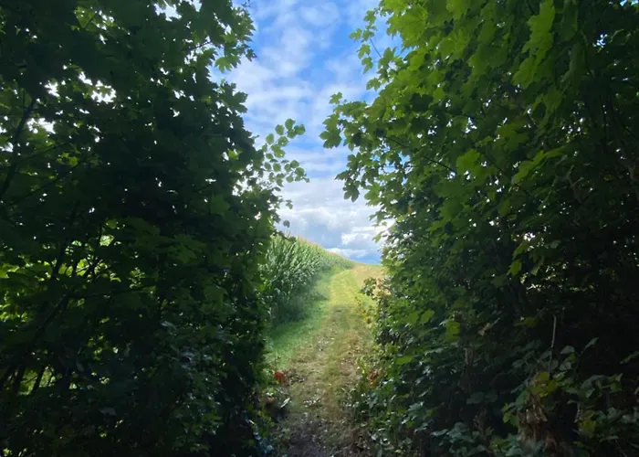 Apartman Berg-panorama-ferienwohnungen Gut-lichtenau